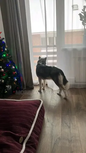 6-12 months Male Purebred Siberian Husky
