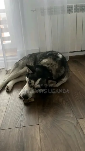 1+ year Male Purebred Siberian Husky