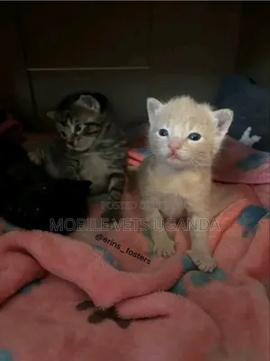 0-1 month Female Purebred Savannah