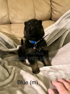 1-3 months Male Purebred German Shepherd