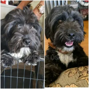 3-6 months Male Purebred Maltese