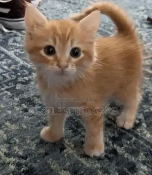 1-3 months Male Purebred American Bobtail