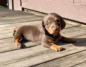 1-3 months Male Purebred Dachshund