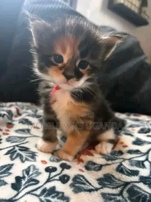 1-3 months Female Purebred Selkirk Rex