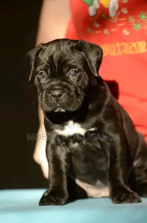 1-3 months Male Purebred Boerboel