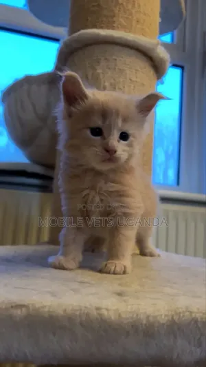 0-1 month Female Purebred Tonkinese