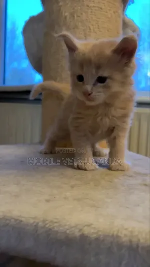 0-1 month Male Purebred Oriental