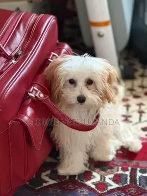 1-3 months Female Purebred Maltese
