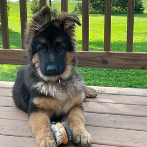 3-6 months Male Purebred German Shepherd