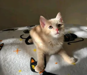 1-3 months Male Purebred Exotic