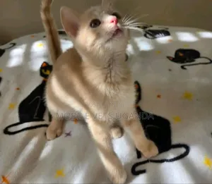 3-6 months Female Purebred Snowshoe