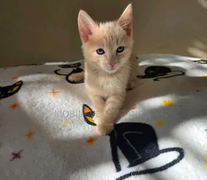 1-3 months Male Purebred Ragamuffin