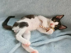 1-3 months Female Purebred Manx