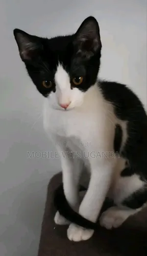 3-6 months Female Purebred Turkish Angora