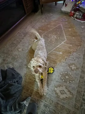 3-6 months Female Purebred Maltese