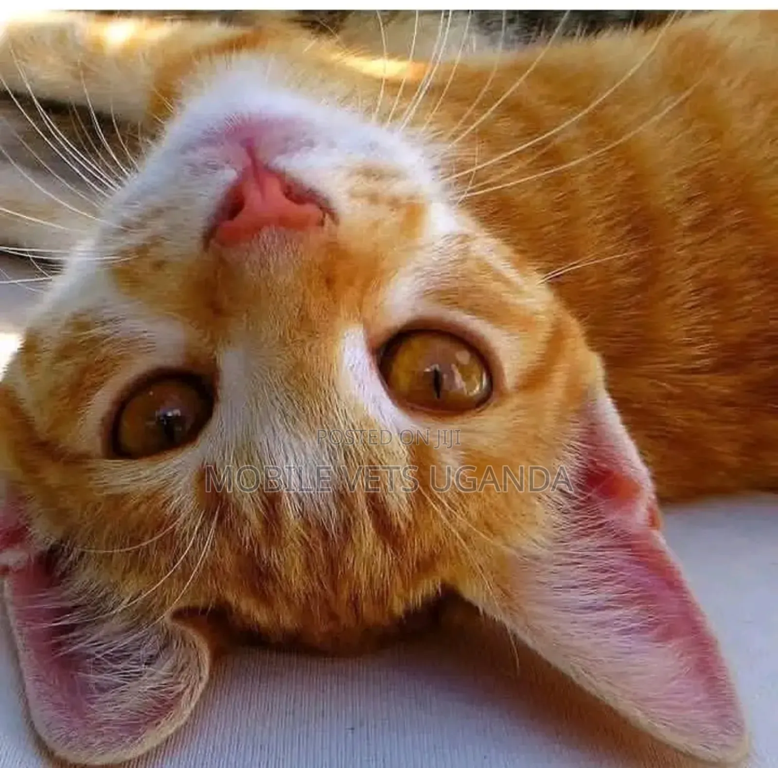3-6 months Male Purebred Bengal