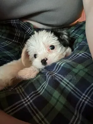 0-1 month Male Purebred Maltese