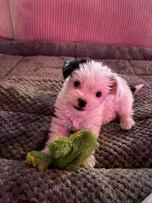 1-3 months Female Purebred Maltese
