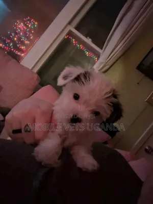 0-1 month Male Purebred Maltese