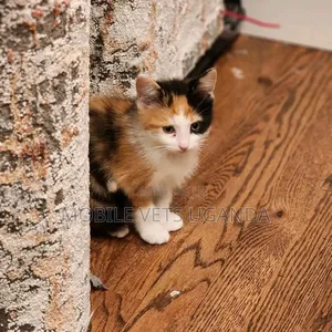 0-1 month Female Purebred Turkish Van