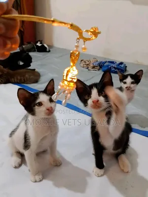 0-1 month Male Purebred Snowshoe