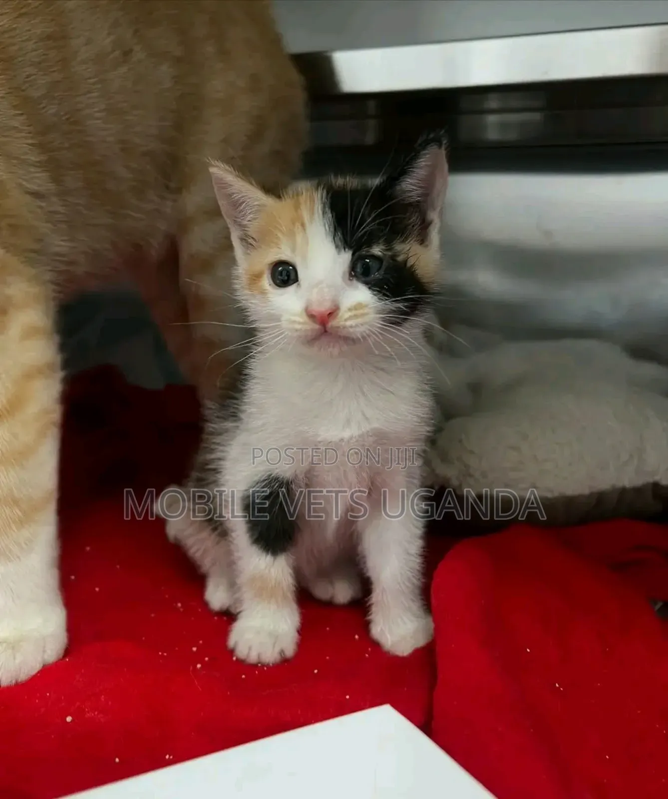 3-6 months Female Purebred American Curl