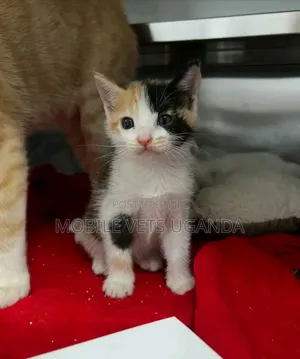3-6 months Female Purebred American Curl