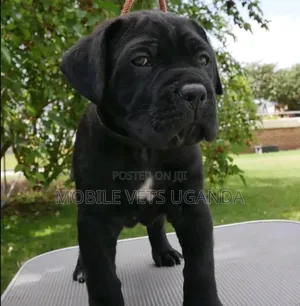 1-3 months Female Purebred Boerboel