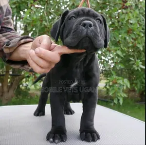 3-6 months Male Purebred Boerboel