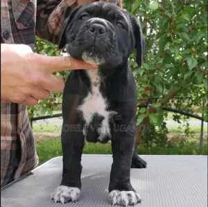 1-3 months Male Purebred Boerboel