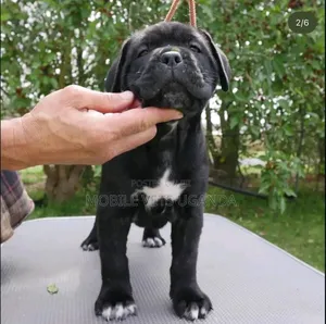 1-3 months Male Purebred Boerboel
