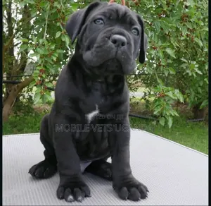 0-1 month Male Purebred Boerboel