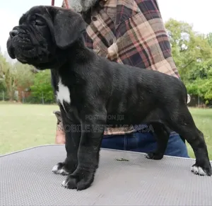1-3 months Male Purebred Boerboel