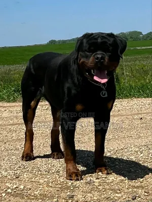 1+ year Male Purebred Rottweiler