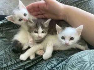1-3 months Female Purebred Tonkinese