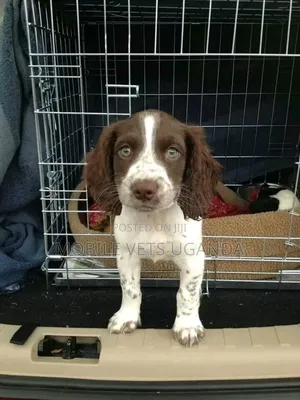 1-3 months Male Purebred English Springer Spaniel
