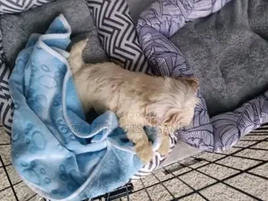 1-3 months Female Purebred Maltese