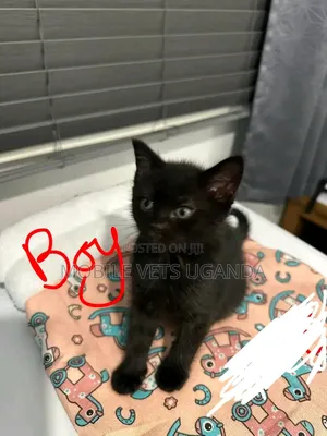 0-1 month Male Purebred Tabby