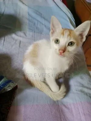 1-3 months Female Purebred Snowshoe