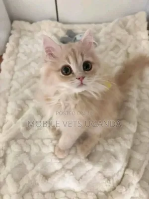 1-3 months Male Purebred American Bobtail