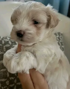 1-3 months Male Purebred Maltese