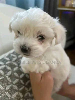 1-3 months Male Purebred Maltese