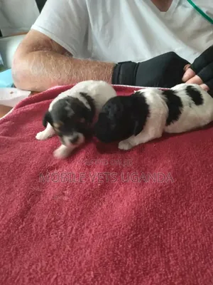 1-3 months Female Purebred Maltese