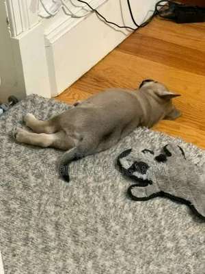 1-3 months Male Purebred German Shepherd