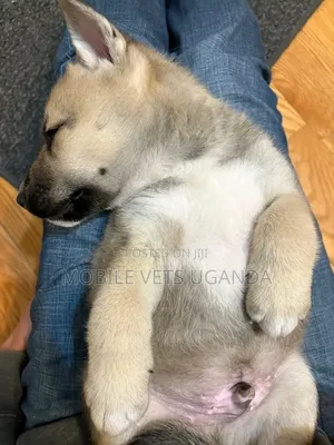 1-3 months Male Purebred German Shepherd