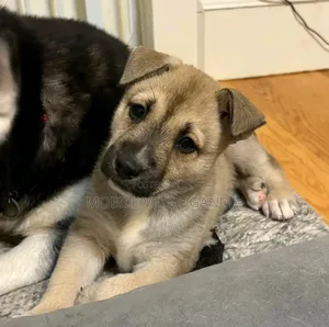 1-3 months Male Purebred German Shepherd
