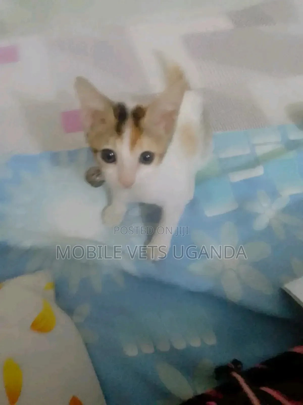 3-6 months Male Purebred Cornish Rex