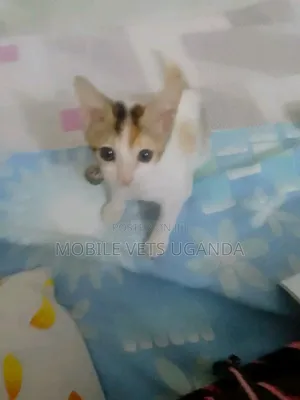 3-6 months Male Purebred Cornish Rex