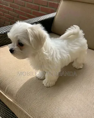 0-1 month Male Purebred Maltese