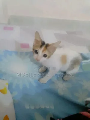 1-3 months Female Purebred American Bobtail